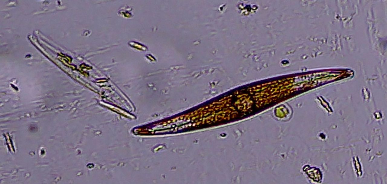 Le diatomee marine: l''ossigeno del mare